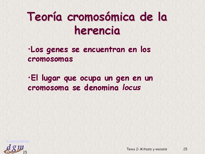 Teoría cromosómica de la herencia • Los genes se encuentran en los cromosomas •