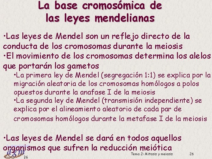La base cromosómica de las leyes mendelianas • Las leyes de Mendel son un