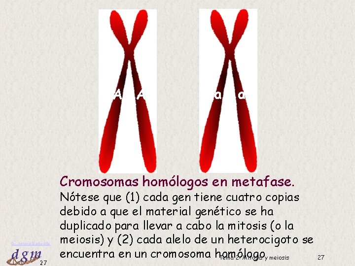 A A a a Cromosomas homólogos en metafase. Dr. Antonio Barbadilla 27 Nótese que