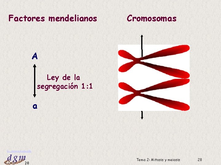 Factores mendelianos Cromosomas A Ley de la segregación 1: 1 a Dr. Antonio Barbadilla