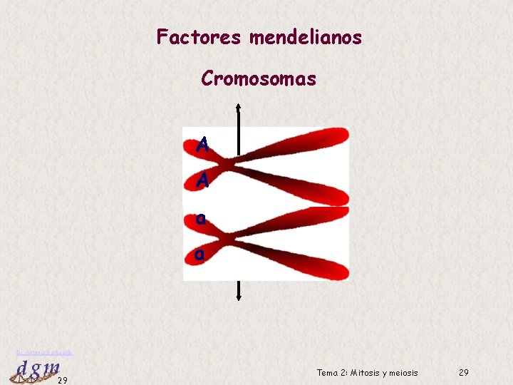 Factores mendelianos Cromosomas A A a a Dr. Antonio Barbadilla 29 Tema 2: Mitosis