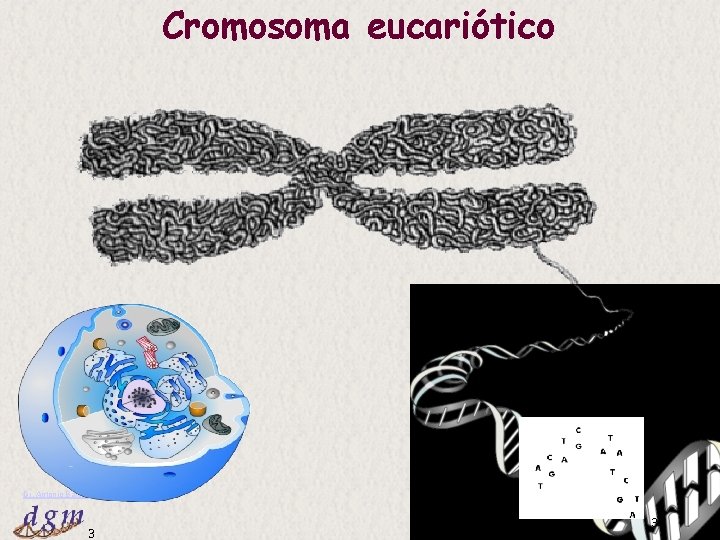 Cromosoma eucariótico Dr. Antonio Barbadilla 3 Tema 2: Mitosis y meiosis 3 