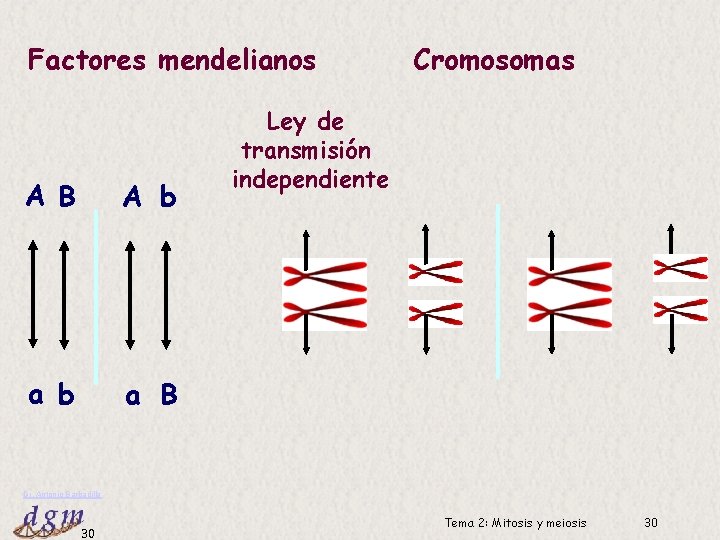 Factores mendelianos A B A b a B Cromosomas Ley de transmisión independiente Dr.