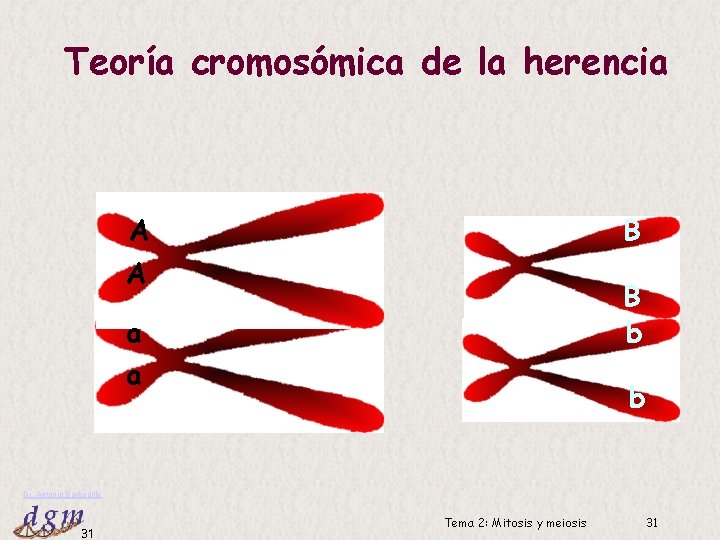 Teoría cromosómica de la herencia A B b a a b Dr. Antonio Barbadilla