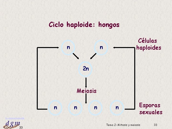 Ciclo haploide: hongos n Células haploides n 2 n Meiosis n n Esporas sexuales