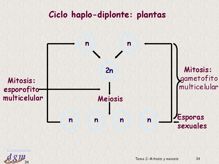 Ciclo haplo-diplonte: plantas n n Mitosis: gametofito multicelular 2 n Mitosis: esporofito multicelular Meiosis