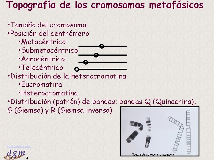 Topografía de los cromosomas metafásicos • Tamaño del cromosoma • Posición del centrómero •