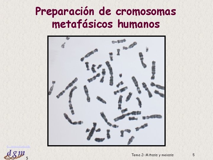 Preparación de cromosomas metafásicos humanos Dr. Antonio Barbadilla 5 Tema 2: Mitosis y meiosis