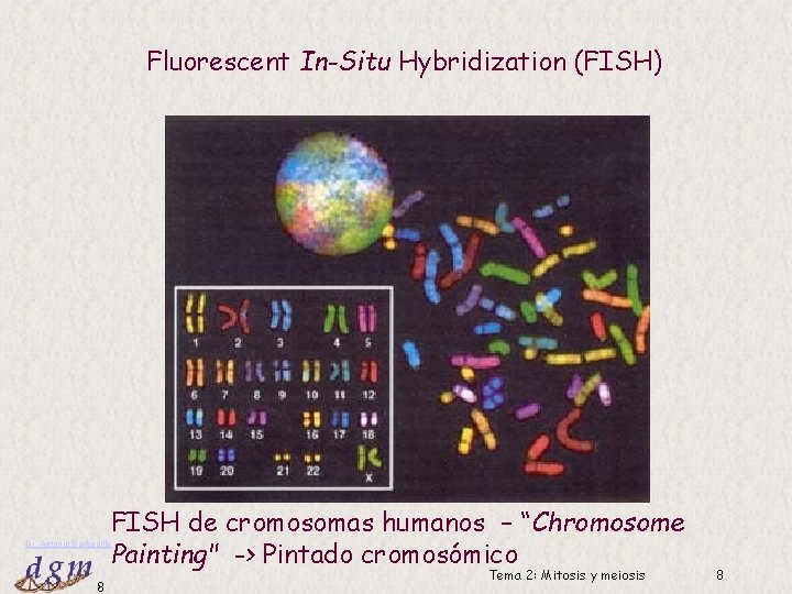 Fluorescent In-Situ Hybridization (FISH) FISH de cromosomas humanos – “Chromosome Painting" -> Pintado cromosómico