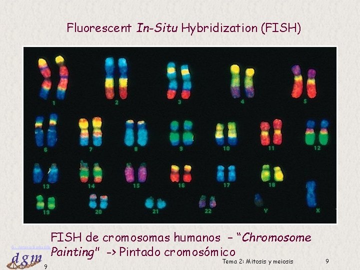 Fluorescent In-Situ Hybridization (FISH) FISH de cromosomas humanos – “Chromosome Painting" -> Pintado cromosómico