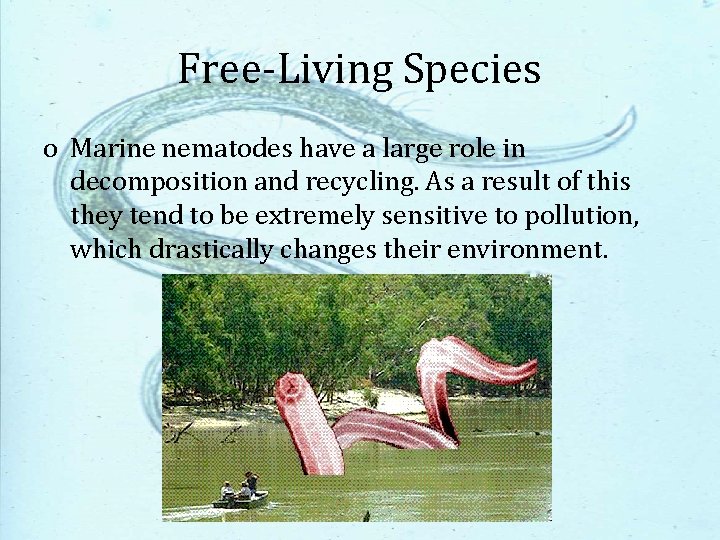 Free-Living Species o Marine nematodes have a large role in decomposition and recycling. As