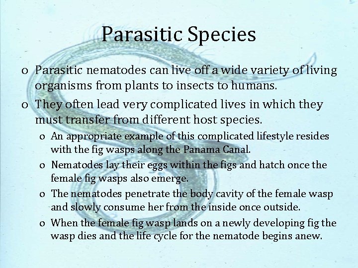 Parasitic Species o Parasitic nematodes can live off a wide variety of living organisms