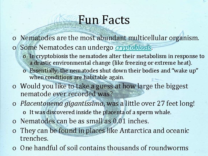 Fun Facts o Nematodes are the most abundant multicellular organism. o Some Nematodes can