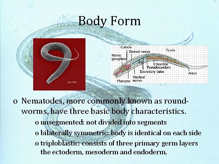 Body Form o Nematodes, more commonly known as roundworms, have three basic body characteristics.