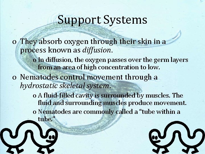 Support Systems o They absorb oxygen through their skin in a process known as