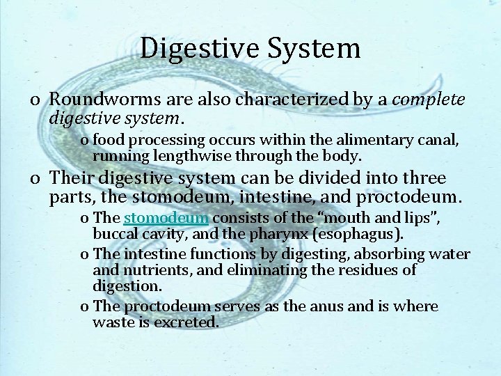 Digestive System o Roundworms are also characterized by a complete digestive system. o food