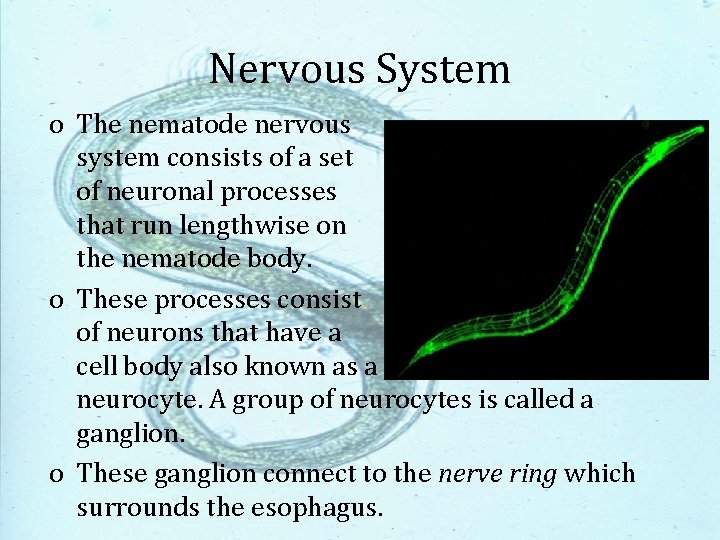 Nervous System o The nematode nervous system consists of a set of neuronal processes