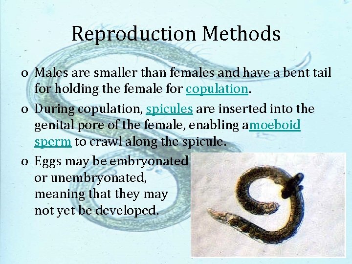 Reproduction Methods o Males are smaller than females and have a bent tail for