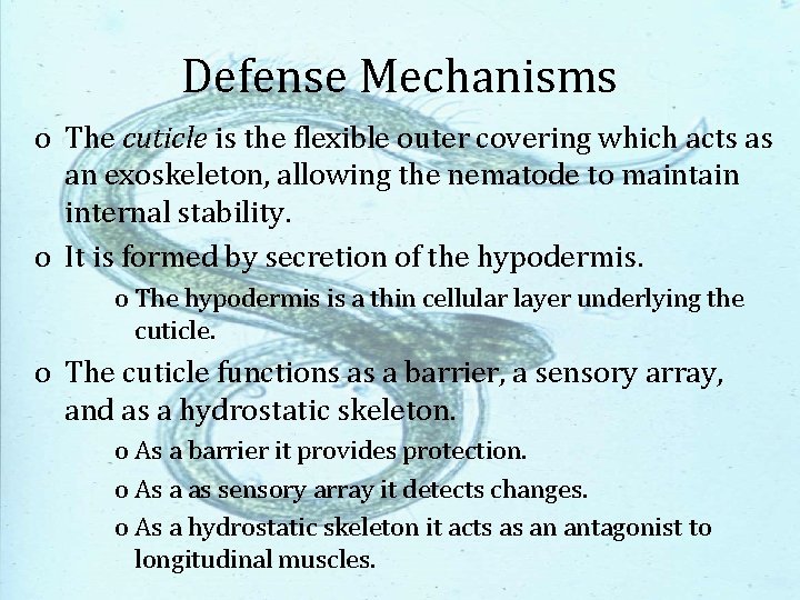 Defense Mechanisms o The cuticle is the flexible outer covering which acts as an