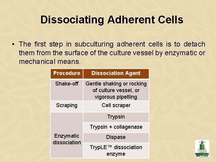 Dissociating Adherent Cells • The first step in subculturing adherent cells is to detach