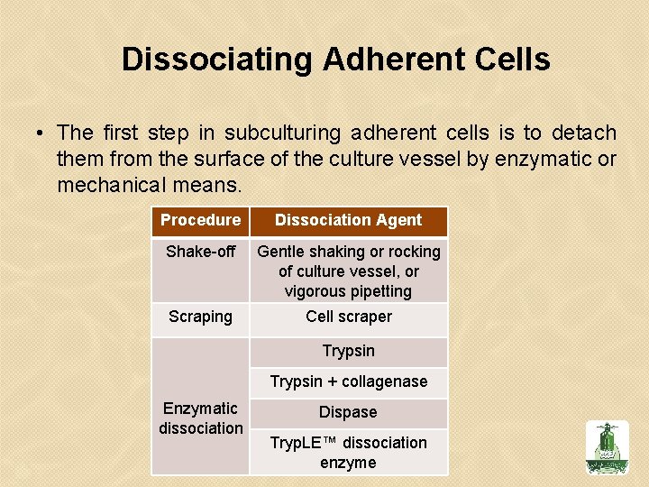 Dissociating Adherent Cells • The first step in subculturing adherent cells is to detach Dissociating Adherent Cells • The first step in subculturing adherent cells is to detach