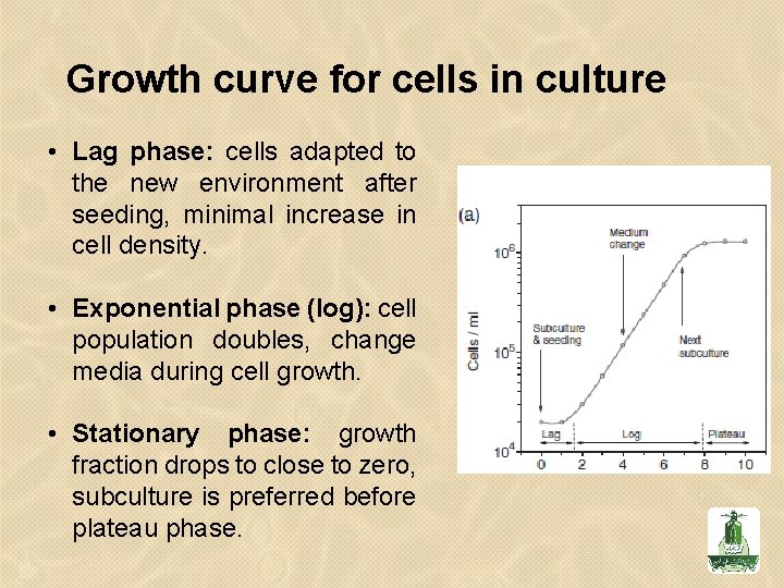 Growth curve for cells in culture • Lag phase: cells adapted to the new