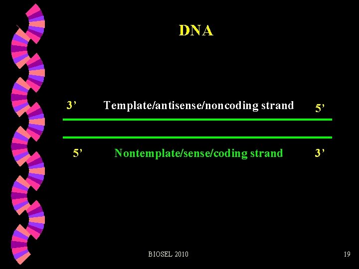 DNA 3’ 5’ Template/antisense/noncoding strand 5’ Nontemplate/sense/coding strand 3’ BIOSEL 2010 19 