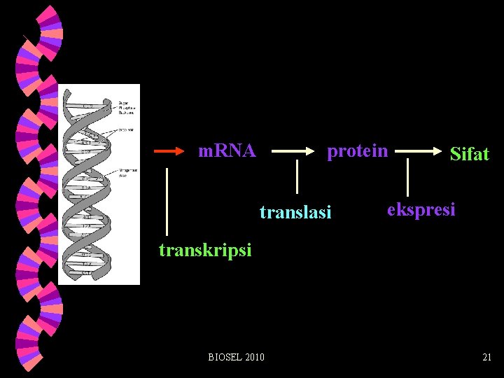 m. RNA protein translasi Sifat ekspresi transkripsi BIOSEL 2010 21 