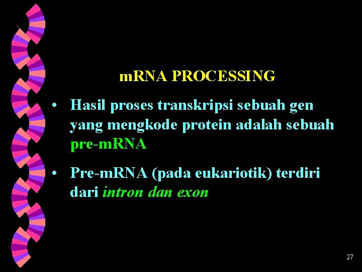 m. RNA PROCESSING • Hasil proses transkripsi sebuah gen yang mengkode protein adalah sebuah