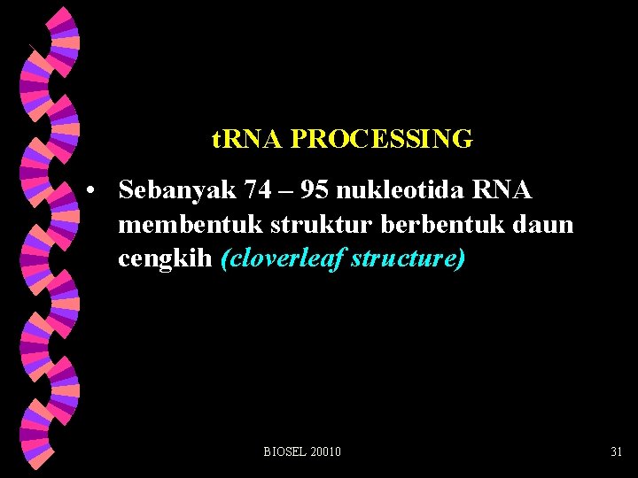 t. RNA PROCESSING • Sebanyak 74 – 95 nukleotida RNA membentuk struktur berbentuk daun