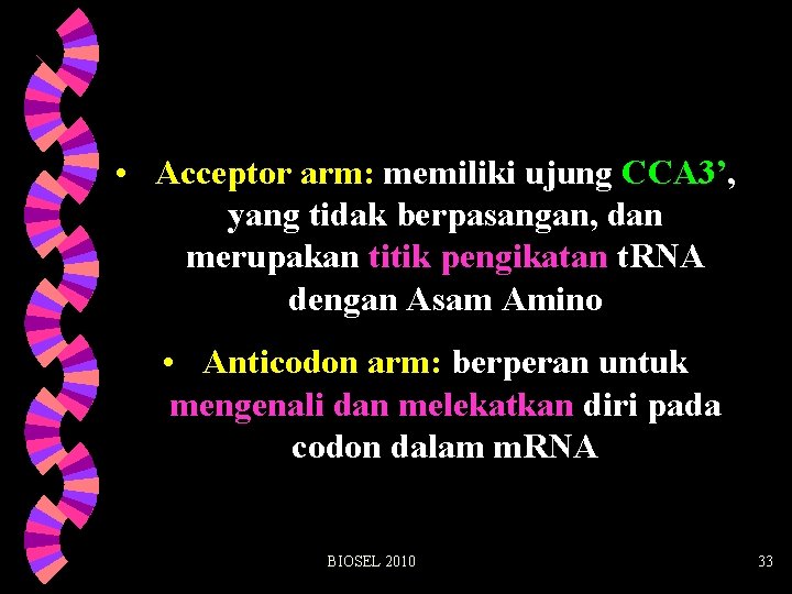  • Acceptor arm: memiliki ujung CCA 3’, yang tidak berpasangan, dan merupakan titik