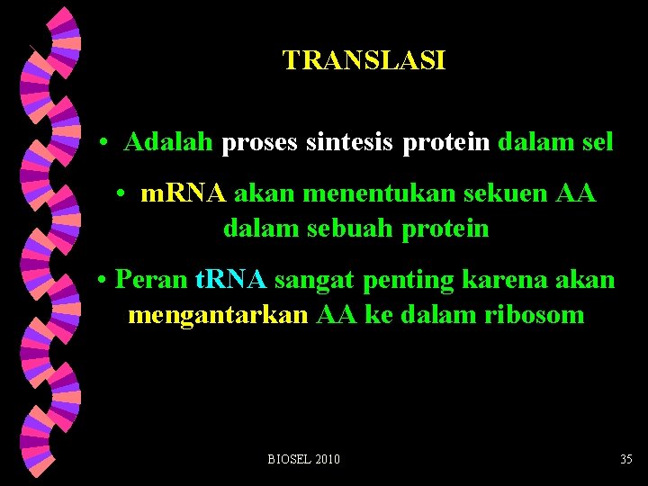 TRANSLASI • Adalah proses sintesis protein dalam sel • m. RNA akan menentukan sekuen
