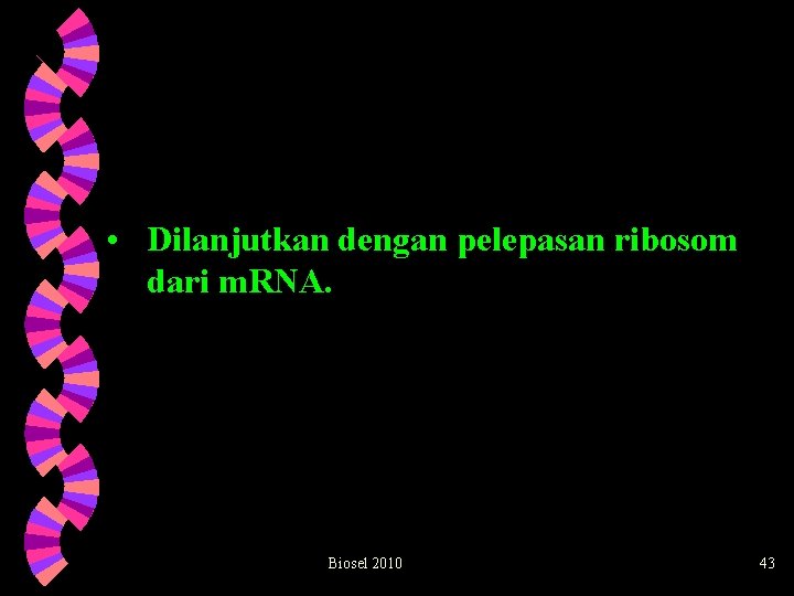  • Dilanjutkan dengan pelepasan ribosom dari m. RNA. Biosel 2010 43 