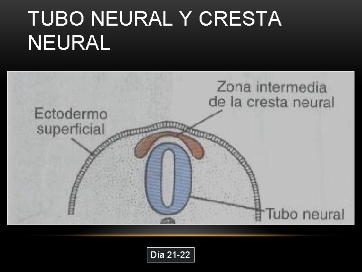 TUBO NEURAL Y CRESTA NEURAL Día 21 -22 