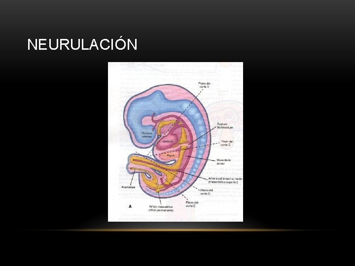 NEURULACIÓN 