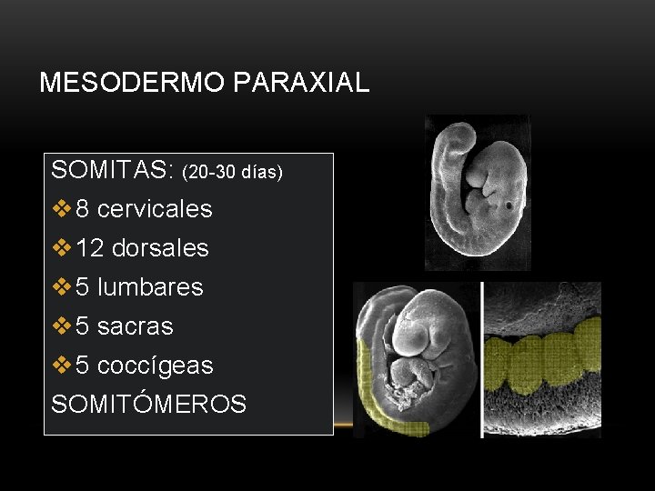 MESODERMO PARAXIAL SOMITAS: (20 -30 días) v 8 cervicales v 12 dorsales v 5