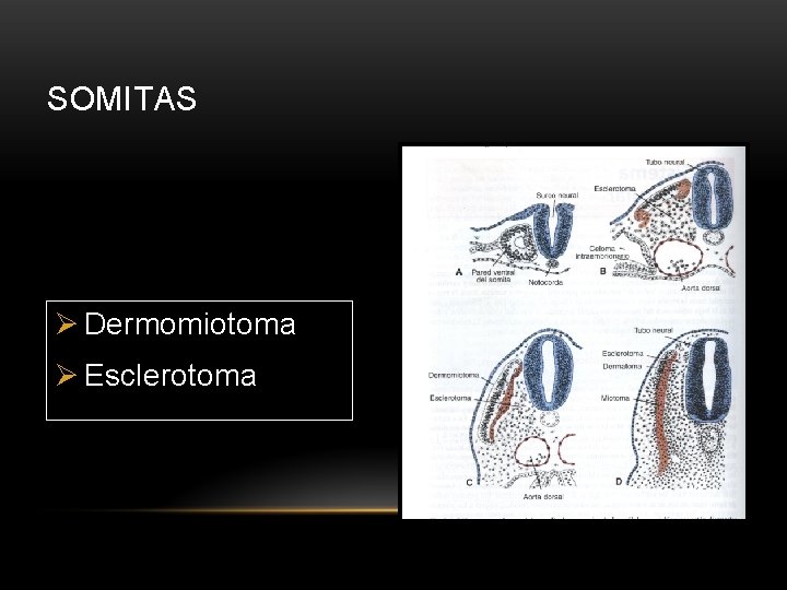 SOMITAS Ø Dermomiotoma Ø Esclerotoma 