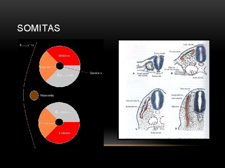 SOMITAS 