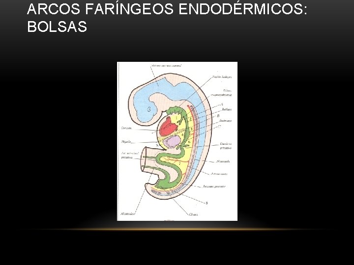 ARCOS FARÍNGEOS ENDODÉRMICOS: BOLSAS 