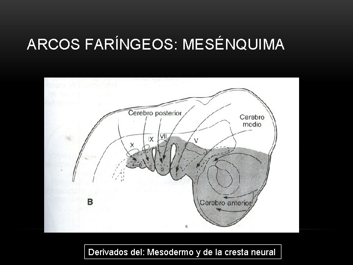 ARCOS FARÍNGEOS: MESÉNQUIMA Derivados del: Mesodermo y de la cresta neural 