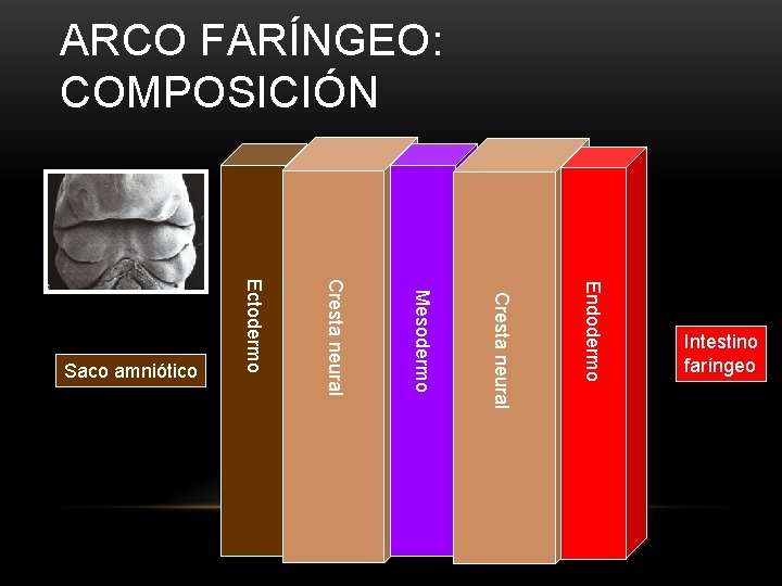 ARCO FARÍNGEO: COMPOSICIÓN Endodermo Cresta neural Mesodermo Cresta neural Ectodermo Saco amniótico Intestino faríngeo