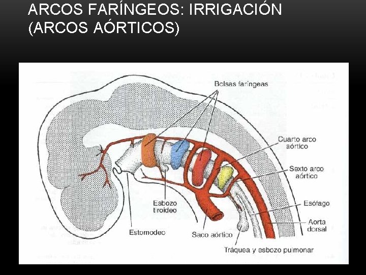 ARCOS FARÍNGEOS: IRRIGACIÓN (ARCOS AÓRTICOS) 