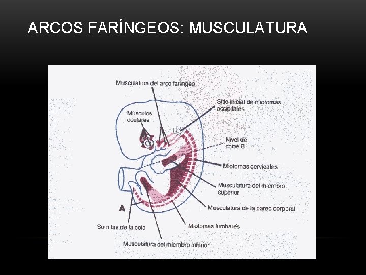 ARCOS FARÍNGEOS: MUSCULATURA 