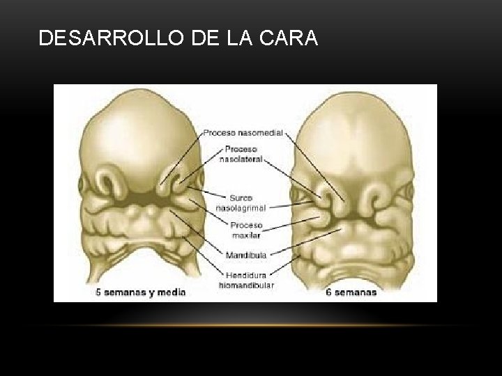 DESARROLLO DE LA CARA 