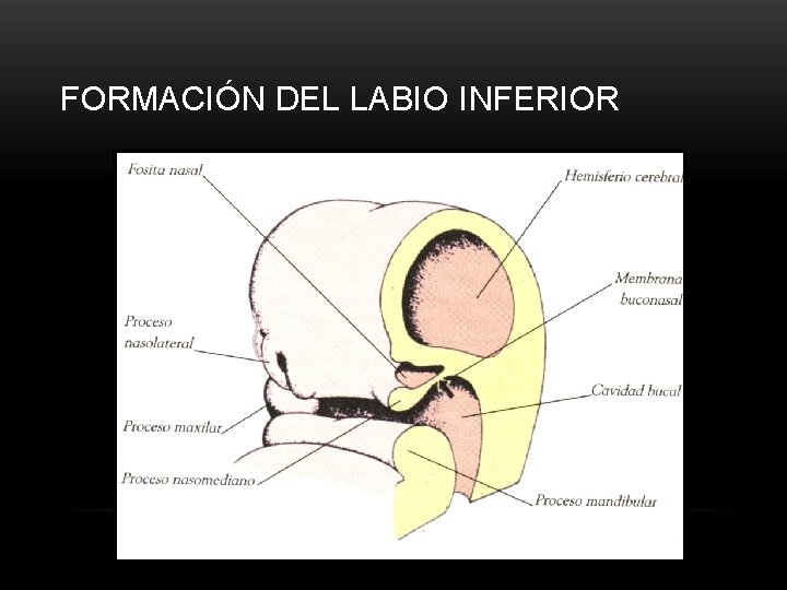 FORMACIÓN DEL LABIO INFERIOR 