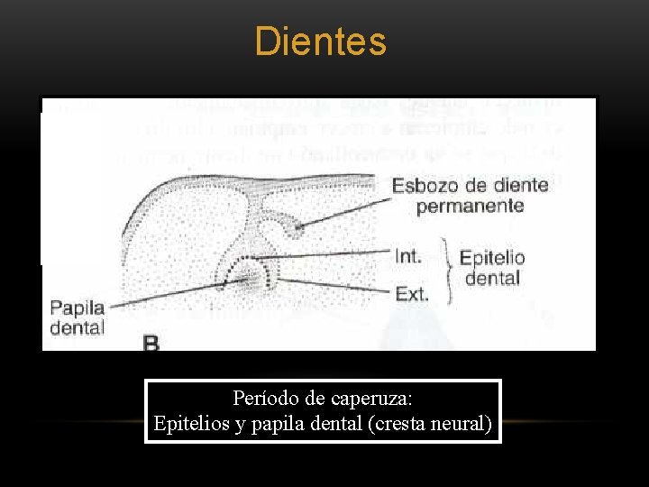 Dientes Período de caperuza: Epitelios y papila dental (cresta neural) 