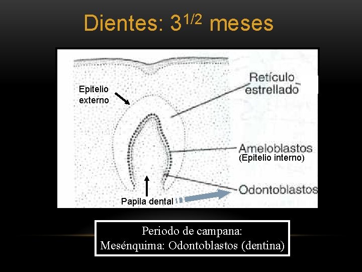 Dientes: 31/2 meses Epitelio externo (Epitelio interno) Papila dental Periodo de campana: Mesénquima: Odontoblastos