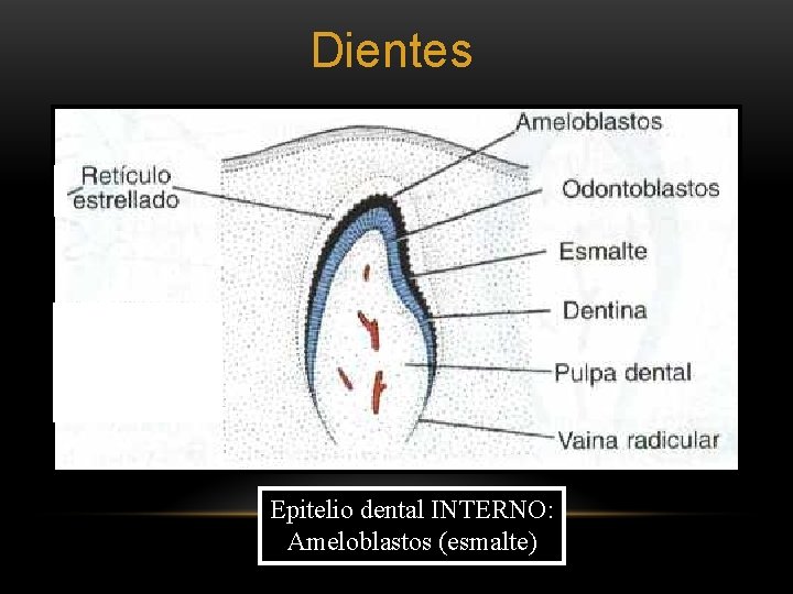 Dientes Epitelio dental INTERNO: Ameloblastos (esmalte) 