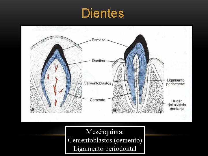 Dientes Mesénquima: Cementoblastos (cemento) Ligamento periodontal 