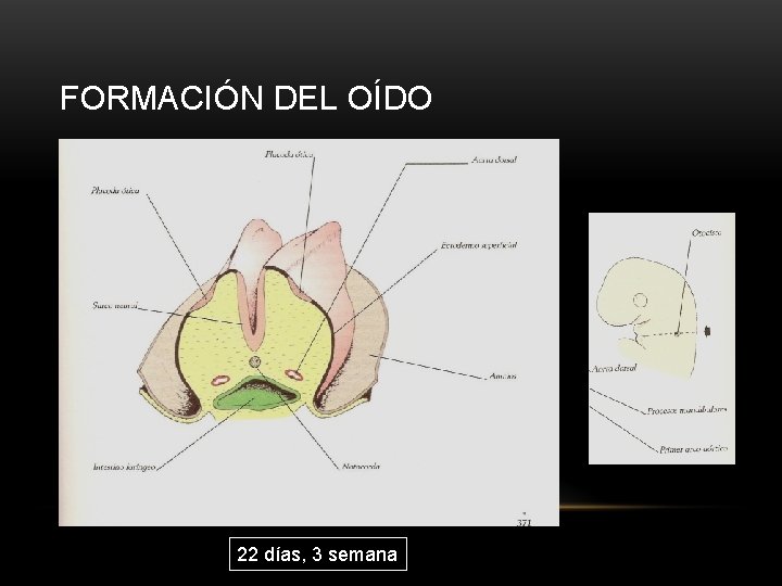 FORMACIÓN DEL OÍDO 22 días, 3 semana 